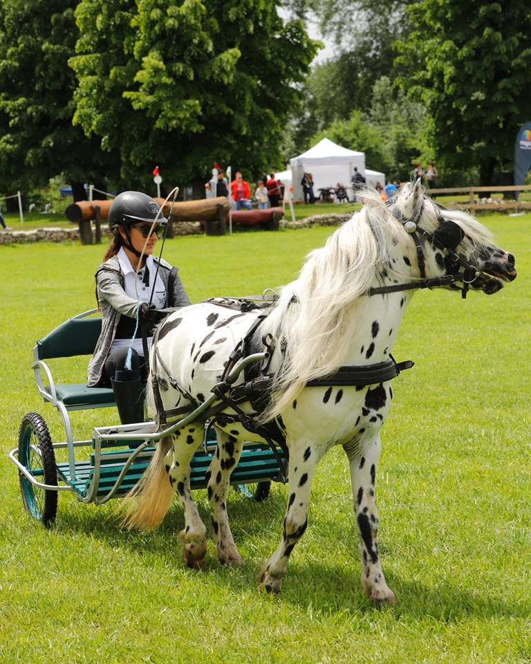 karpatia pony show 4 Copy